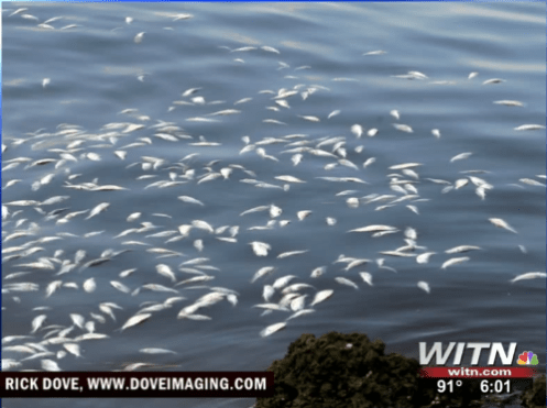 8-11-13 Fish Kill News