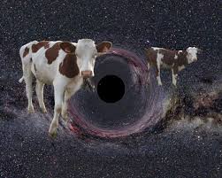 cow black hole