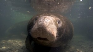 manatee