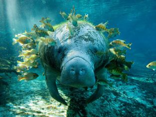 manatee2