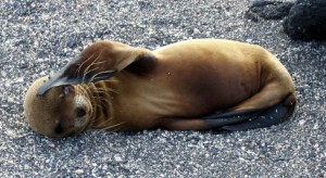 nmmf_sea-lionpups-are-rescued_2