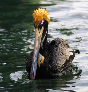 pelican