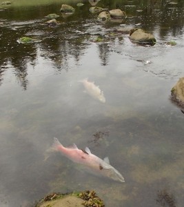 Dead-king-salmon-at-Petersburg