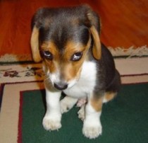 guilty-puppy1-300x289