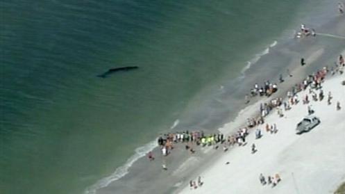 tampa whale stranding