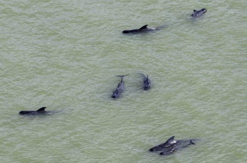 stranding-florida-whales-20131208-001