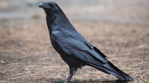 hi-bc-130716-raven-8col