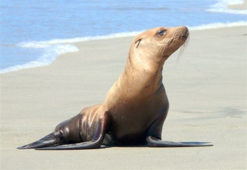 Sea Lion