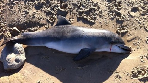 28e2ad197ba227833773ad7f15f9d037