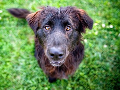 91749254-what-is-distemper-in-dogs-632x475