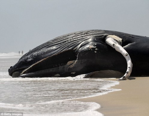 article-0-196FC44C00000578-552_634x493