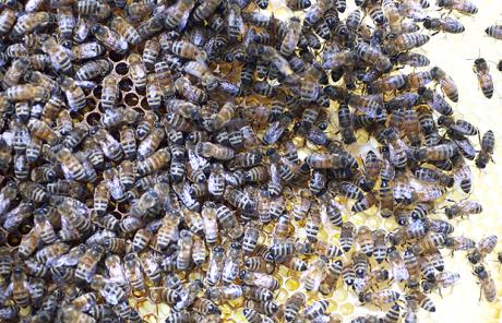 bees-frame_1726405c (1)
