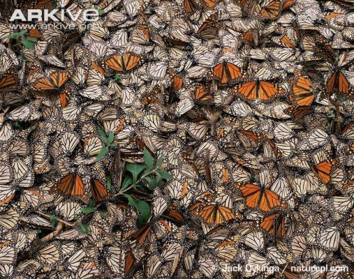 Dead-and-dying-monarch-butterflies (1)