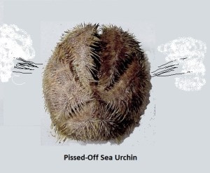 sea urchin
