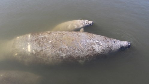 manatees_wide-279fc5668020c17463ecccb738c76bb0f4f7ba10-s40-c85