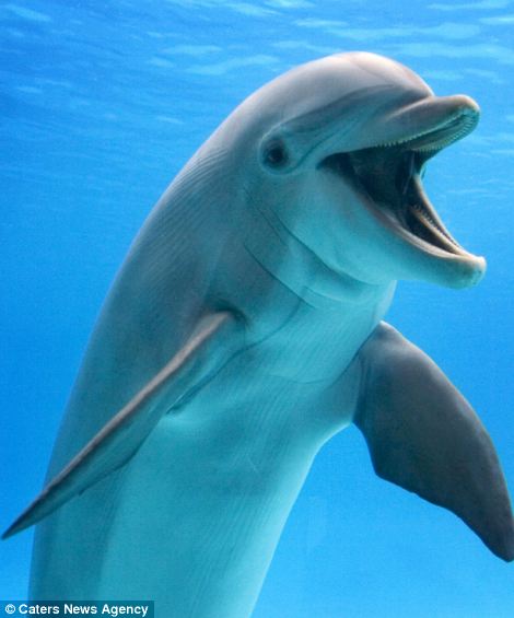 article-2329463-19F36D98000005DC-723_470x565