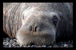 usgs-walrus-6