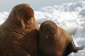 walrus calf