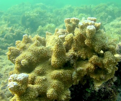 Anini6-14g (640x536)