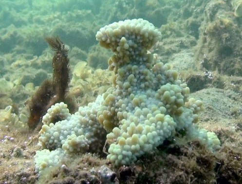 Anini6-14h (640x487)