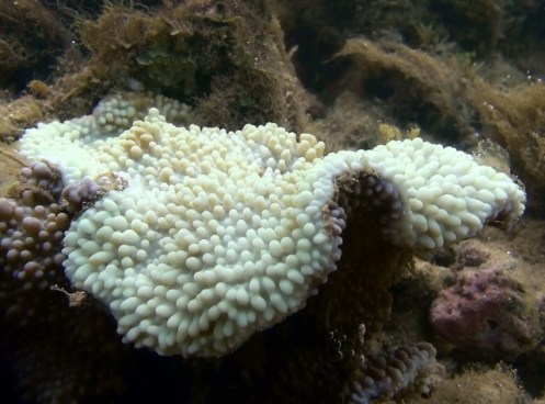 Anini6-14l (640x474)