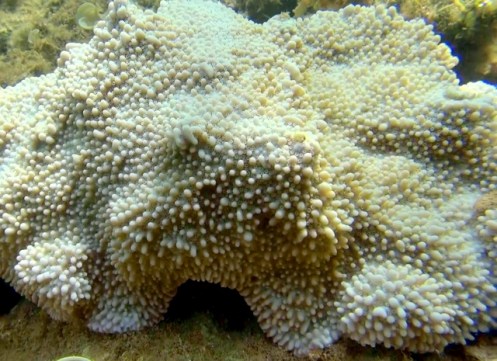 Anini6-14o (640x465)