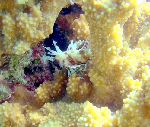 Anini6-14r (640x542)