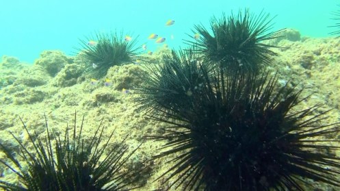 Han6-5-14c (640x360)