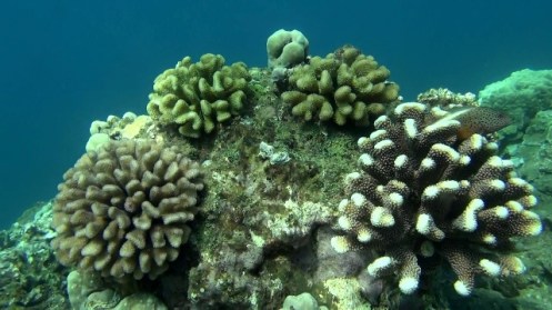 HanaleiCoral1 (640x360)