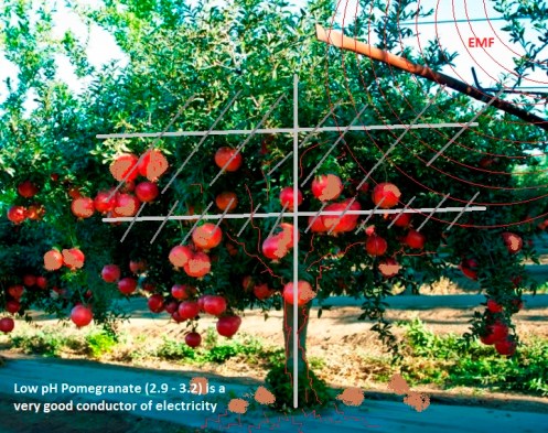 pomegranate tree