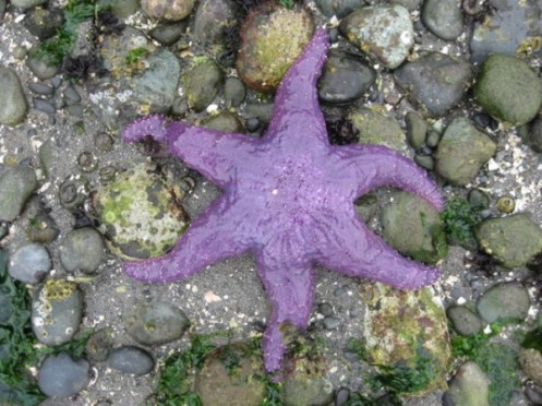 the-threatened-purple-ochre-sea-star