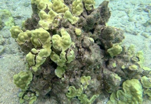 TunnelsGiant10 (640x444)