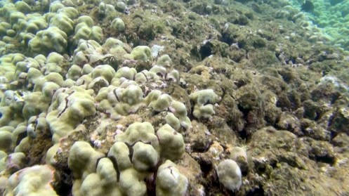 TunnelsGiant5 (640x360)