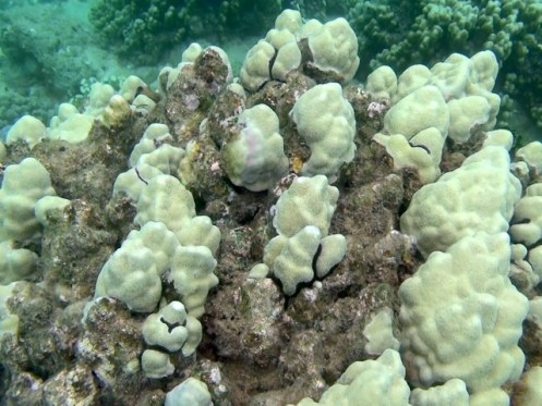 TunnelsGiant9 (640x481)