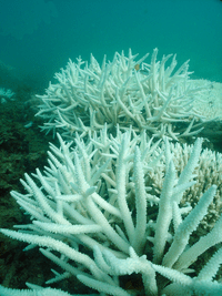 Bleached_coral: Image courtesy of the Great Barrier Reef Marine Park Authority (Commonwealth of Australia)
