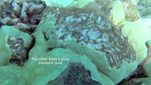 10365857_10152358796786556_2853419009162305042_n