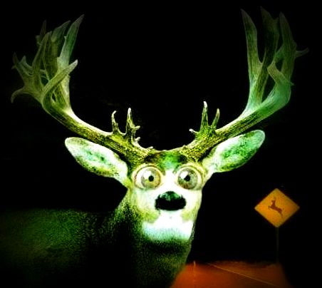DeerInHeadlights_2 (1)