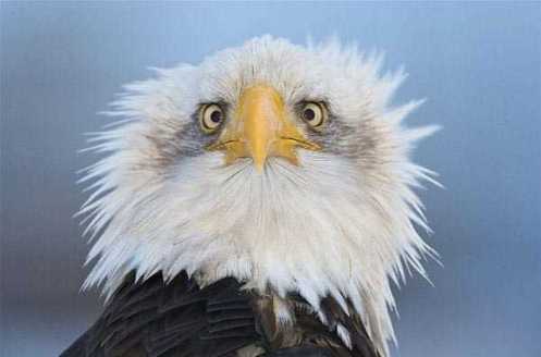 Bald-Eagle (1)