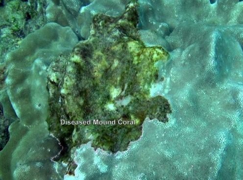 10985262_10152567186751556_366110176955765780_n