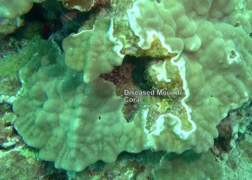 11000283_10152567185711556_604353237862858824_n