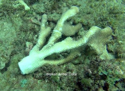 11001742_10152567184321556_2722220329160804829_n