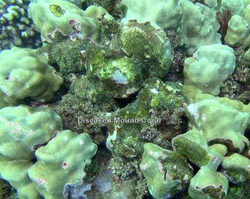 11015216_10152567184441556_1283270293916257580_n