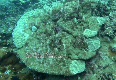 1385842_10152567184856556_8687972885704032509_n