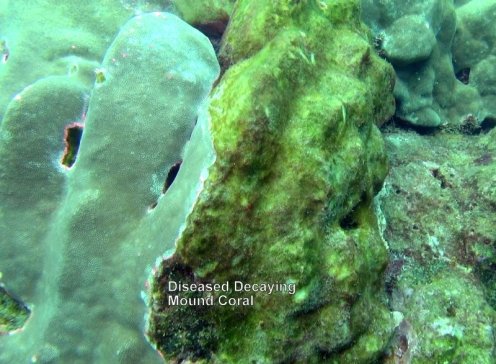 1959436_10152567186281556_4013559514637329012_n