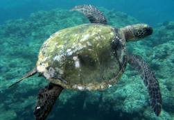 15525_10152632092516556_7747857118742065003_n