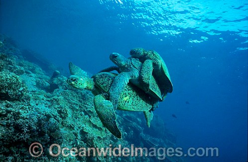 green-sea-turtle-24M2255-30