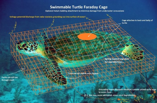 Green_Sea_Turtle_061022_French_Reef_KL_IMG_4313