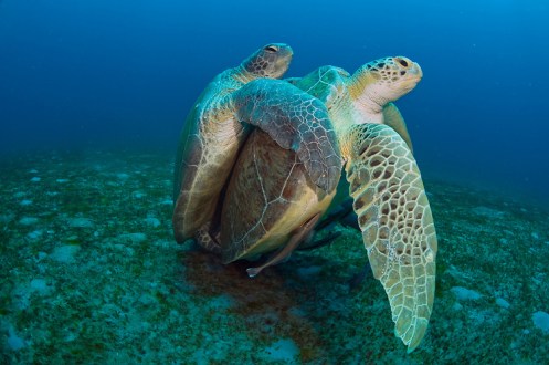 Green Sea Turtles (Chelonia mydas) mating