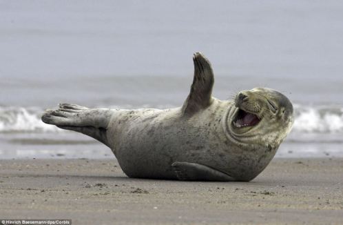 seal laughing