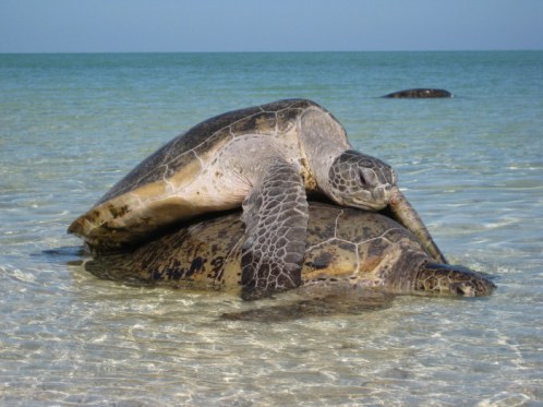 turtles_northwest_island1